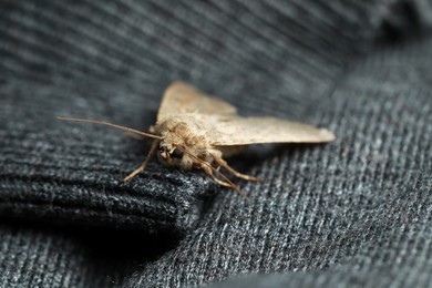 Photo of Paradrina clavipalpis moth with pale mottled wings on black sweater