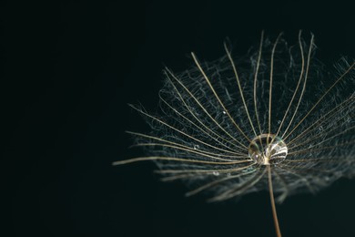 Photo of Seed of dandelion flower with water drops on black background, closeup. Space for text