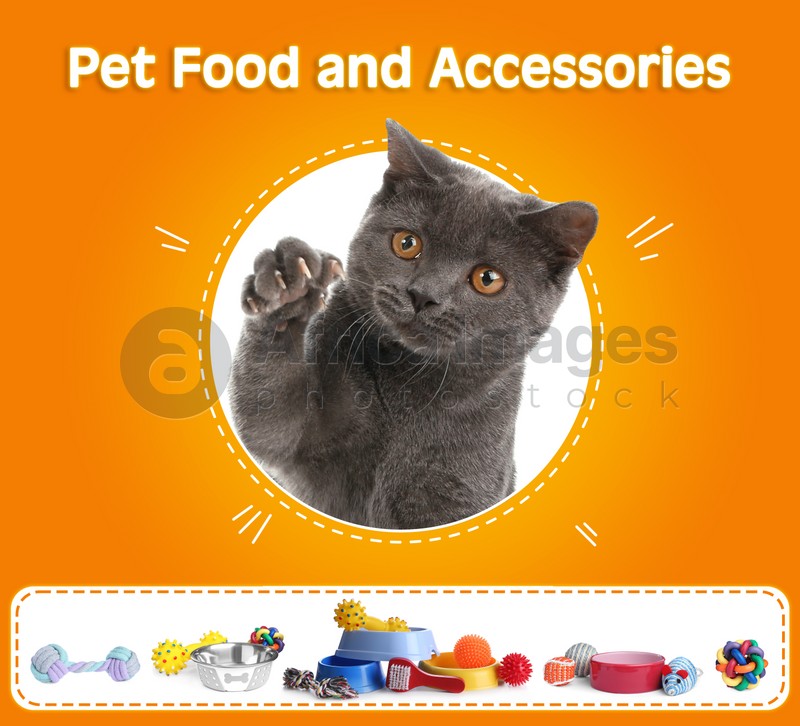 Advertising poster design for pet shop. Cute cat and different accessories on orange background
