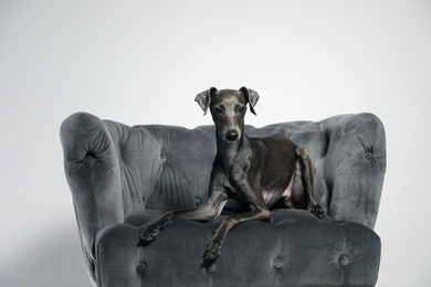 Italian Greyhound dog on armchair against light background