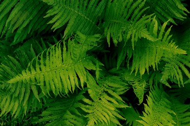 Beautiful fern with lush green leaves growing outdoors, top view