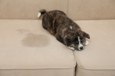 Cute Akita inu puppy near wet spot on sofa. Untrained dog