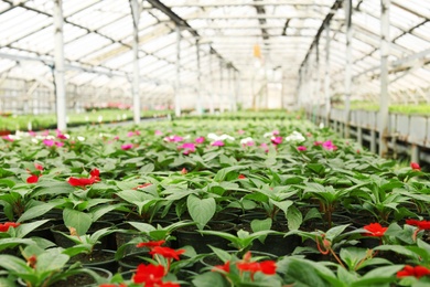 Photo of Many pots with fresh seedlings and blooming flowers in greenhouse