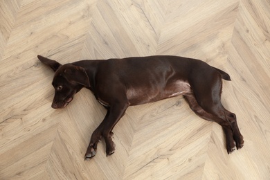 Cute German Shorthaired Pointer dog resting on warm floor, top view. Heating system