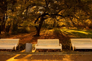 Beige wooden benches and yellowed trees in park