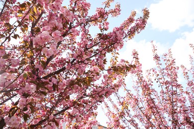 Delicate spring pink cherry blossoms on trees against blue sky