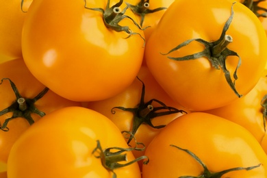 Many ripe yellow tomatoes as background, closeup