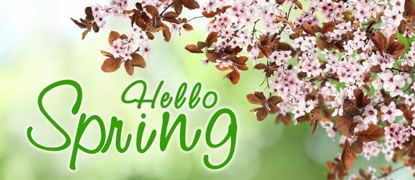 Hello Spring. Tree branches with beautiful flowers outdoors, banner design