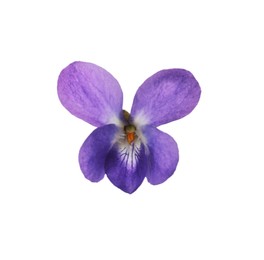 Beautiful wood violet on white background. Spring flower