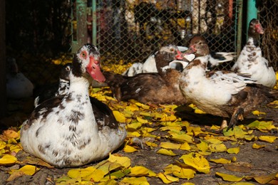 Photo of Many Muscovy ducks in farmyard on sunny day. Rural life