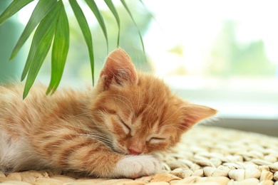 Photo of Cute little red kitten sleeping on wicker mat