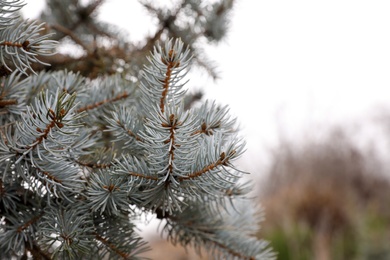Coniferous branch, space for text. Christmas tree farm