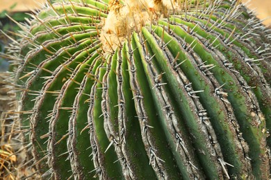 Closeup view of beautiful cactus on sunny day. Tropical plant