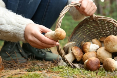 Woman gathering scattered porcini mushrooms into basket in forest, closeup