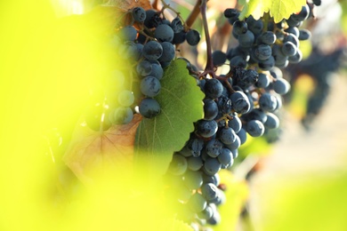 Fresh ripe grapes growing in vineyard on sunny day