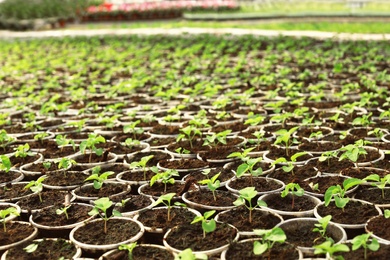 Photo of Many fresh green seedlings growing in starter pots with soil