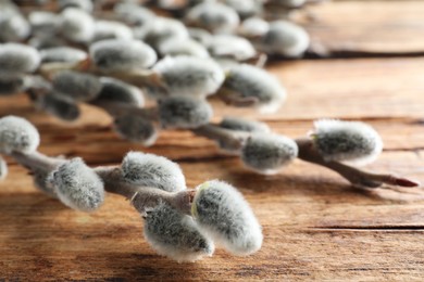 Beautiful pussy willow branches on wooden table, closeup