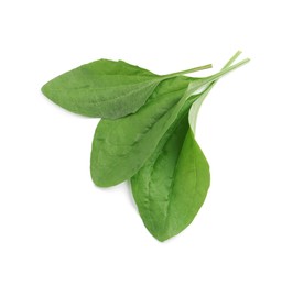 Green broadleaf plantain leaves on white background