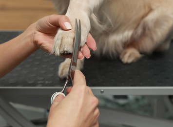 Professional groomer giving haircut to cute dog in pet beauty salon, closeup