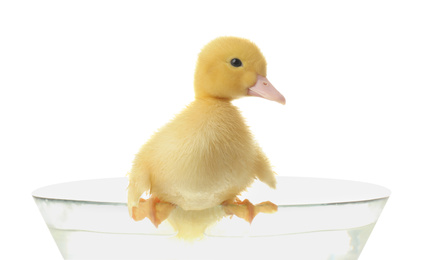 Cute fluffy gosling in glass bowl with water on white background. Farm animal