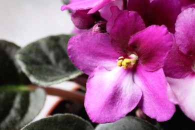 Closeup view of beautiful violet flowers on light grey background, space for text. Delicate house plant