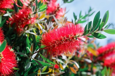 Beautiful blooming crimson bottlebrush outdoors on sunny day, closeup. Tropical plant