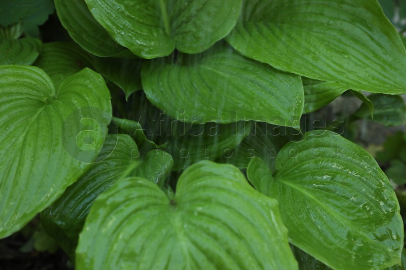 Beautiful plant with green leaves in garden on rainy day