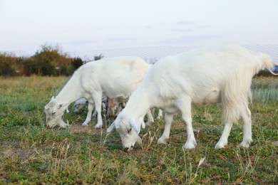 Photo of Goats on pasture at farm. Animal husbandry