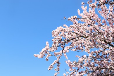 Photo of Beautiful blossoming branches of cherry tree against blue sky, space for text. Springtime
