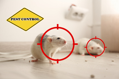 Gun targets on rats indoors and warning sign Pest Control