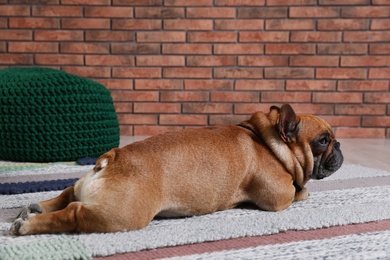 Photo of Funny French bulldog lying on floor indoors