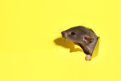 Photo of Cute rat looking through hole in yellow paper sheet, space for text