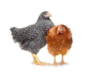 Two different beautiful chickens on white background. Domestic animals