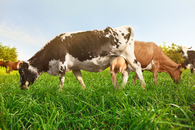 Image of Beautiful cows grazing outdoors on sunny day