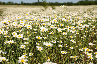 Closeup view of beautiful chamomile field on sunny day