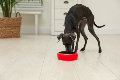 Italian Greyhound dog eating from bowl at home