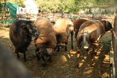 Photo of Beautiful brown sheep in yard. Farm animals