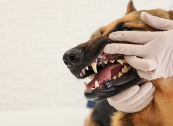 Veterinary physician checking dog's teeth on light background, closeup. Space for text