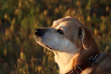 Photo of Adorable dog outdoors on sunny day, closeup