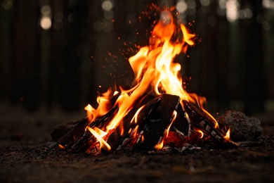 Beautiful bonfire with burning firewood in forest