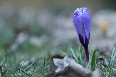Photo of Beautiful crocus flower growing in grass outdoors, closeup. Space for text