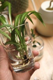 Photo of Woman holding glass with house plant above table, closeup