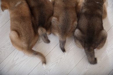 Adorable Akita Inu puppies indoors, top view