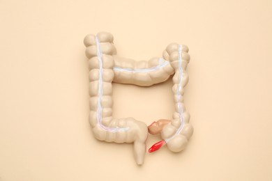 Anatomical model of large intestine on beige background, top view