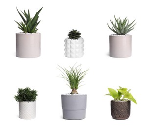 Image of Set with different beautiful houseplants on white background 