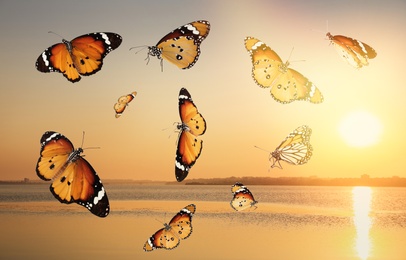 Image of Beautiful butterflies flying over sea at sunset