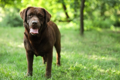 Cute Chocolate Labrador Retriever dog in summer park