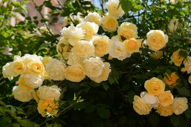 Bush with beautiful yellow roses in garden on sunny day