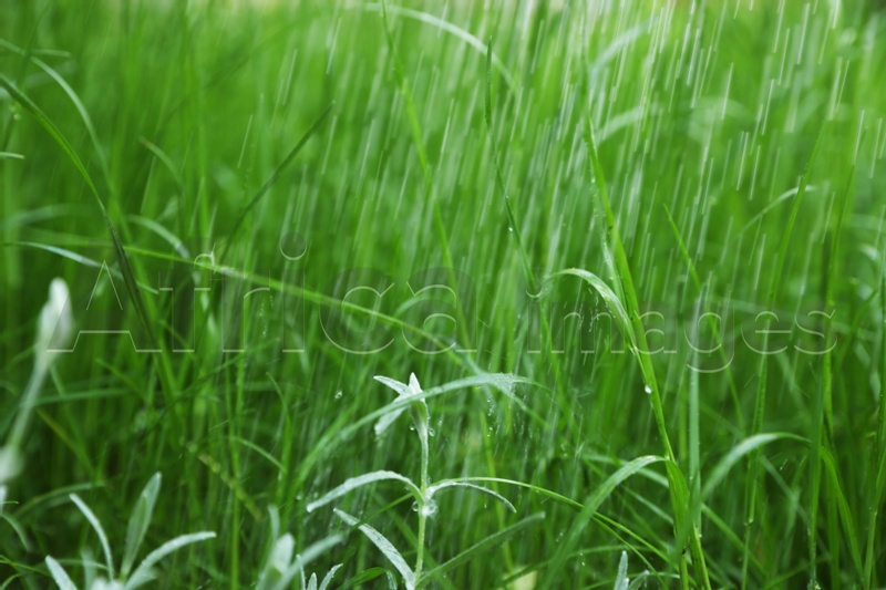 Fresh green grass in garden on rainy day