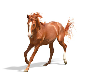 Chestnut horse running on white background. Beautiful pet  